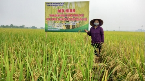 Hà Nội: Diện tích canh tác lúa chất lượng cao đạt ít nhất 85% vào năm 2025