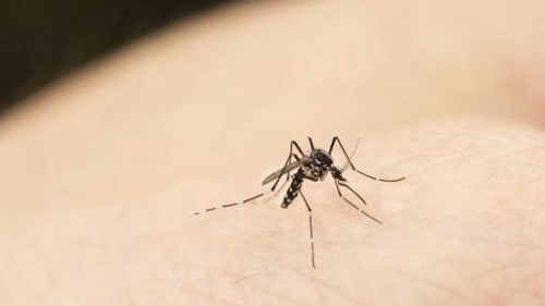 Trung Quốc: Sử dụng công nghệ hạt nhân để diệt muỗi