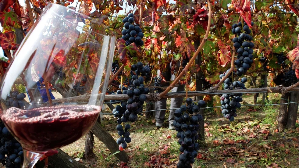 Sản lượng rượu vang của Pháp có nguy cơ giảm ở mức kỷ lục