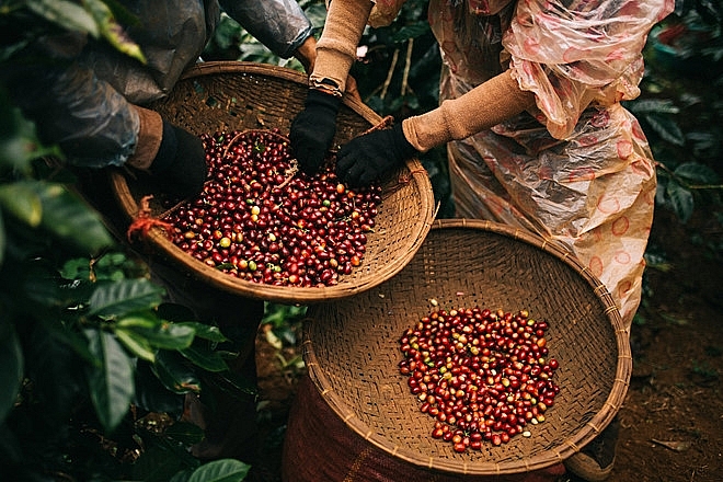 Giá cà phê đồng loạt tăng vọt.