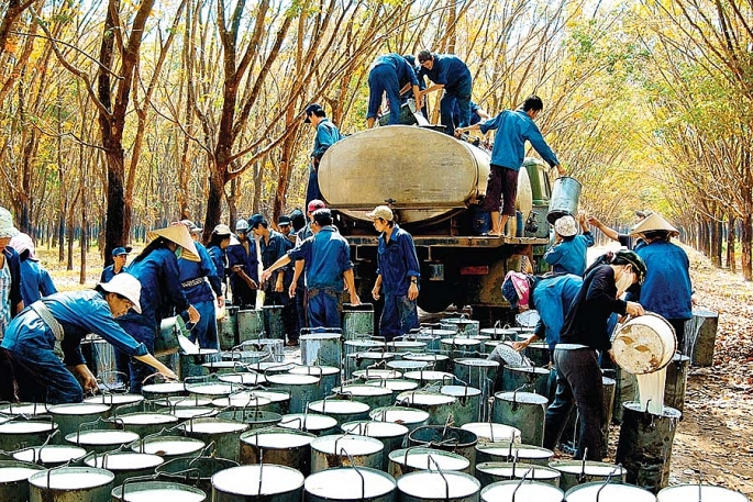 gia cao su co xu huong giam trong thoi gian toi