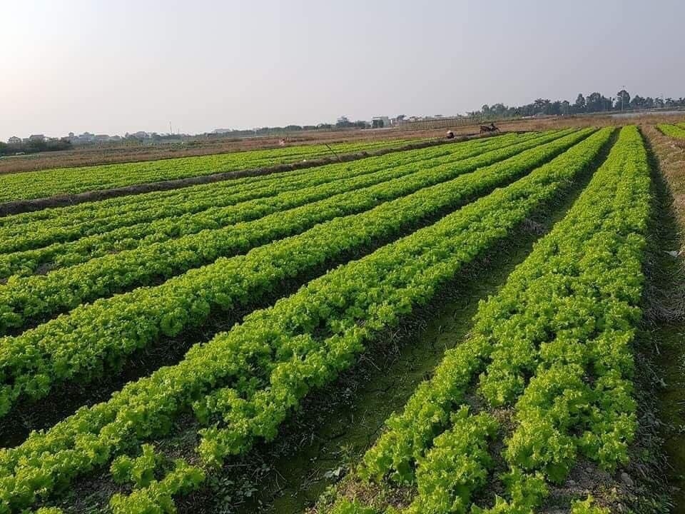 Xây dựng “vùng xanh” đảm bảo cung ứng nông sản cho thị trường
