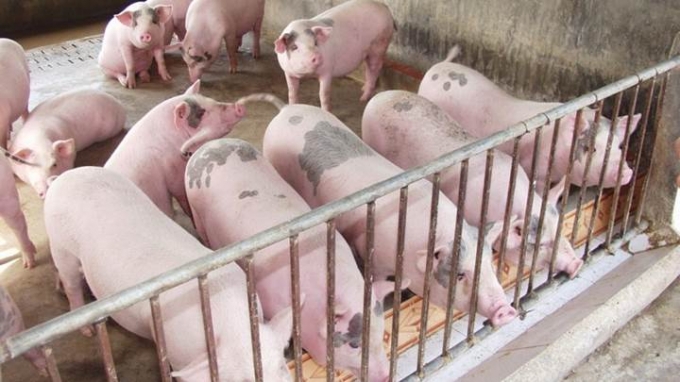 Giá lợn hơi dự báo sẽ tăng lên trong thời gian tới