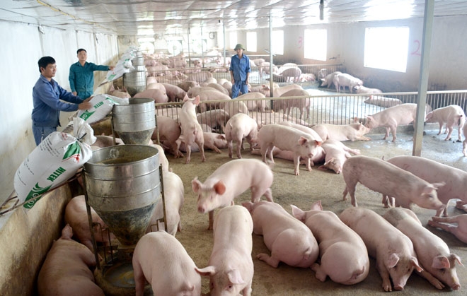 Giải pháp ổn định sản xuất, tiêu thụ sản phẩm chăn nuôi lợn