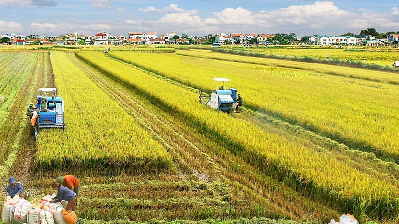 Để nghành nông nghiệp Việt Nam vươn tầm