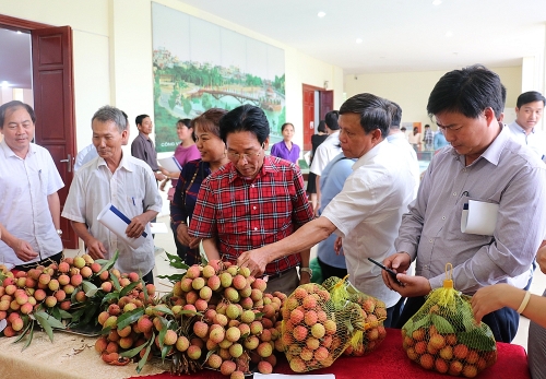 Xúc tiến tiêu thụ và trao chứng nhận VietGAP cho vải chín sớm Phương Nam