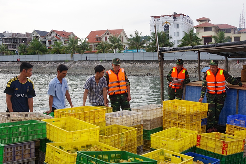 bien phong quang ninh thu giu 24000 con ga vit giong tu trung quoc