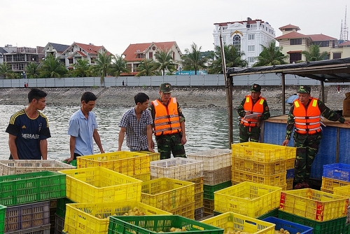 Biên phòng Quảng Ninh thu giữ 24.000 con gà, vịt giống từ Trung Quốc