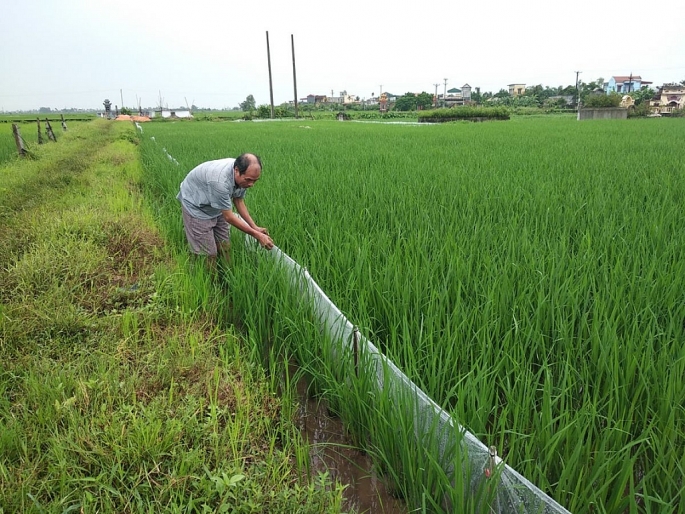 ha noi dong loat to chuc 3 chien dich diet chuot bao ve san xuat suc khoe cong dong