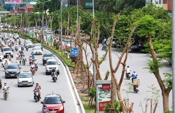 ha noi cay xanh bat ngo do xuong duong de bep o to tren duong thanh nien