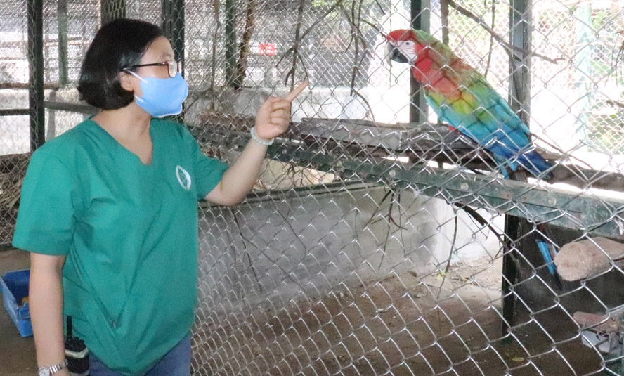 Chăm sóc vẹt tại Trung tâm Cứu hộ động vật hoang dã Hà Nội. Ảnh: Hoàng Sơn