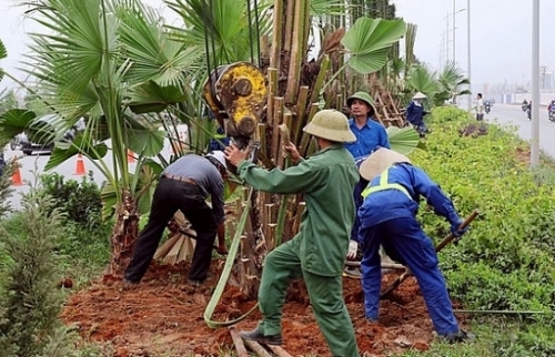 Hà Nội trồng mới được gần 82.000 cây xanh đô thị, cây bóng mát