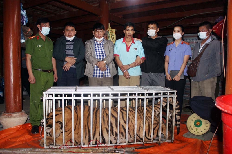 3 đối tượng bị bắt giữ khi đang giết thịt hổ tại nhà riêng.