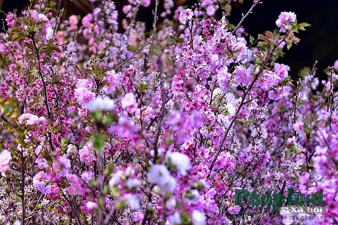 le hoi hoa anh dao nhat ban ha noi 2019 keo dai them 1 ngay