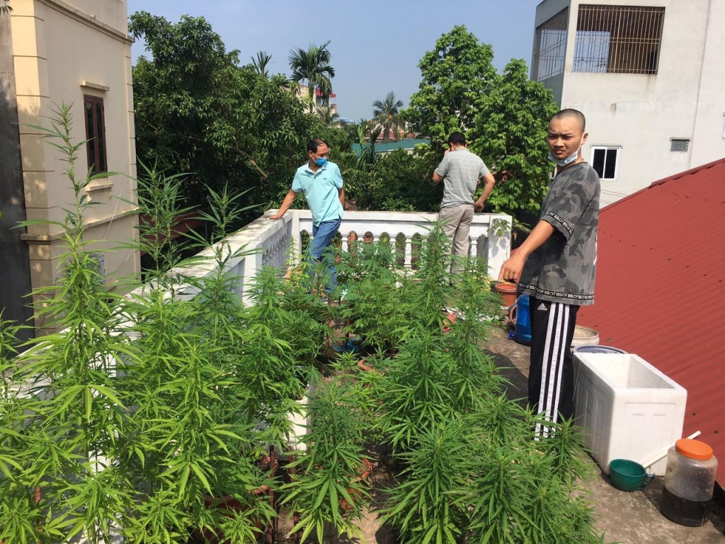 Nam thanh niên trồng hàng chục cây cần sa trên nóc nhà