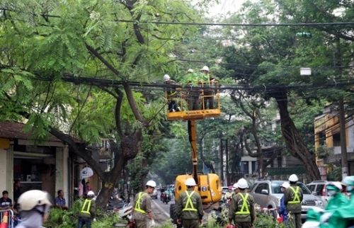 Hà Nội: Tăng cường kiểm tra, cắt tỉa, chặt hạ cây nguy hiểm phòng bão