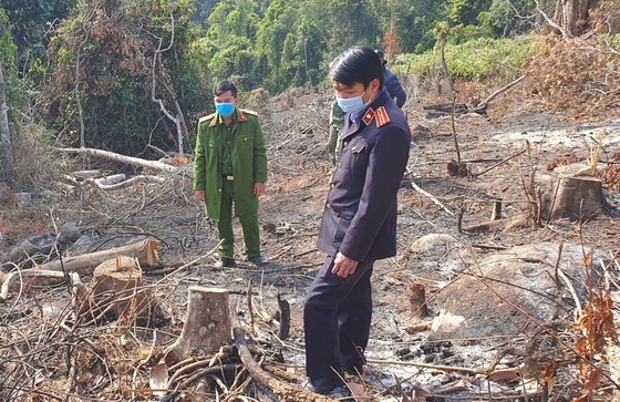 Cơ quan chức năng khám nghiệm hiện trường vụ phá rừng tại tiểu khu 158B, xã Tà Nung, TP Đà Lạt. Ảnh: ĐOÀN KIÊN