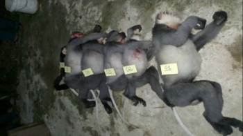 Khởi tố vụ án bắn chết 5 cá thể voọc chà vá chân xám ở Quảng Ngãi