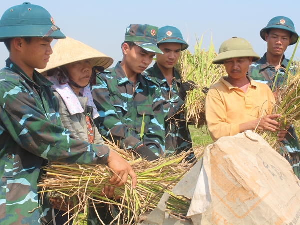 Cán bộ, chiến sĩ Trung Đoàn 282, Sư đoàn 375 giúp đỡ nhân dân địa phương thu hoạch lúa. Ảnh: DUY ĐỨC