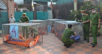 Tuyên án đối với bị cáo trong vụ nuôi nhốt hổ gây chấn động dư luận