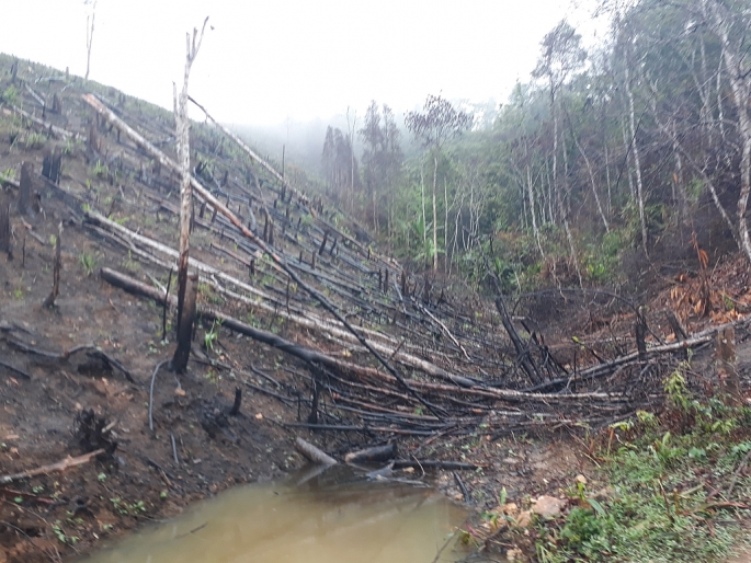 Kỳ cuối: Nâng cao trách nhiệm, xử lý nghiêm khắc người đứng đầu để xảy ra phá rừng