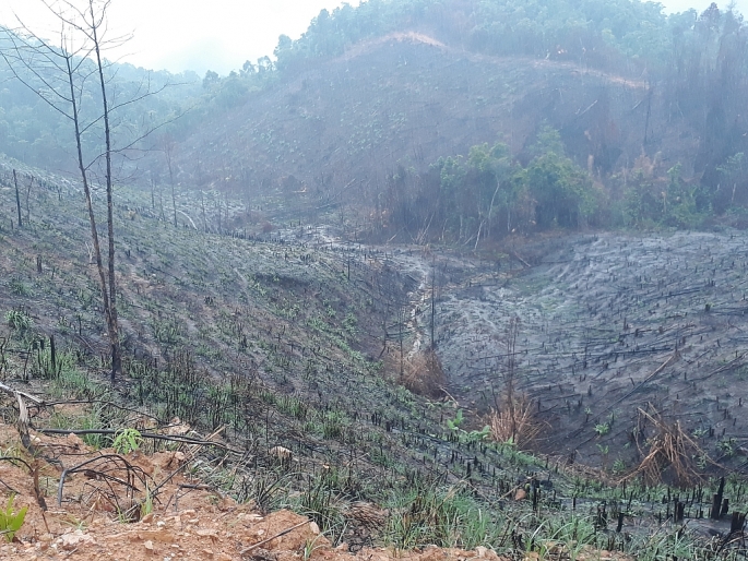 Kỳ cuối: Nâng cao trách nhiệm, xử lý nghiêm khắc người đứng đầu để xảy ra phá rừng
