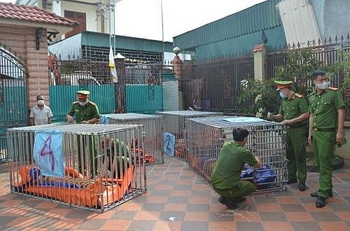 Thông tin mới vụ bắt giữ 17 cá thể hổ nuôi nhốt trái phép