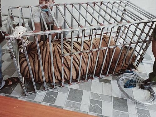 Thông tin mới vụ bắt giữ 17 cá thể hổ nuôi nhốt trái phép