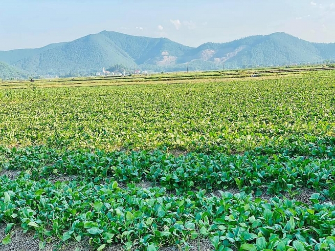 Nghệ An: Hàng nghìn tấn nông sản tại Nghi Lộc ứ đọng