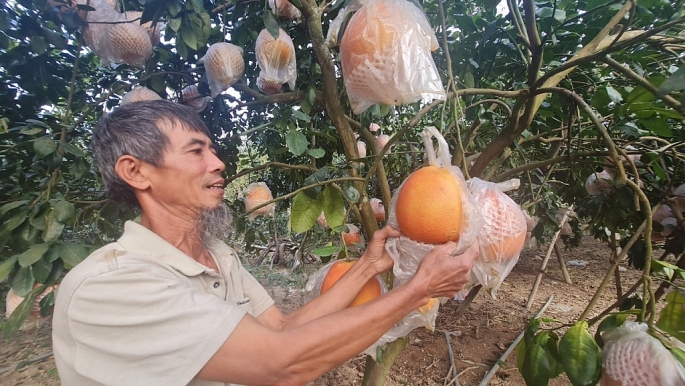 Ông Nguyễn Văn Tư cẩn thận bọc túi ni lông cho từng quả bưởi đợi đến ngày thu hoạch