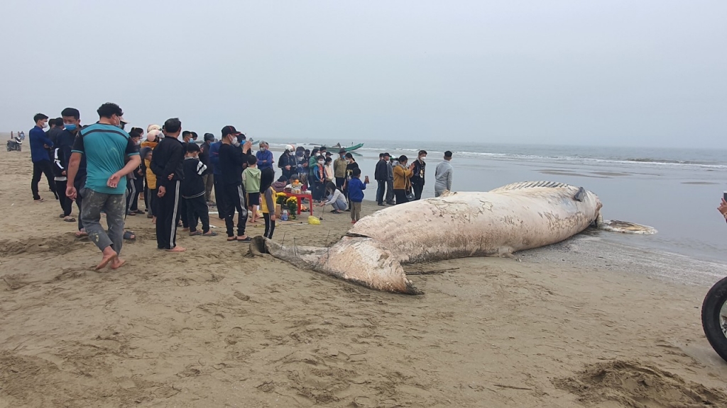 Xác cá voi khủng trôi dạt vào vùng biển Thanh Hóa