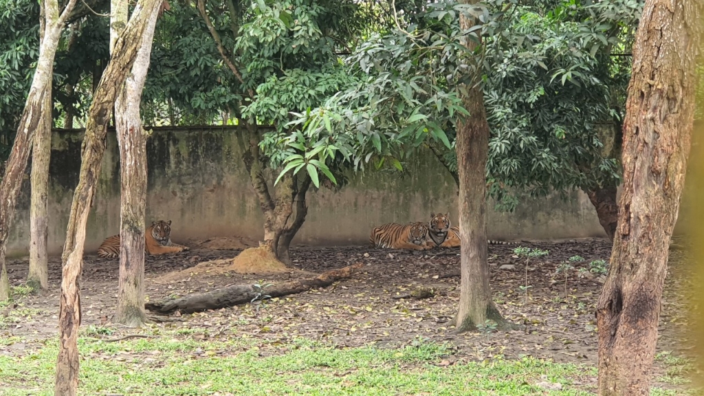 Những chú hổ ở đây đã đến độ trưởng thành, có khối lượng gần 200kg/con