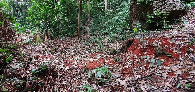 bao dong tinh trang pha rung tai huyen ba thuoc tu nhung con so biet noi