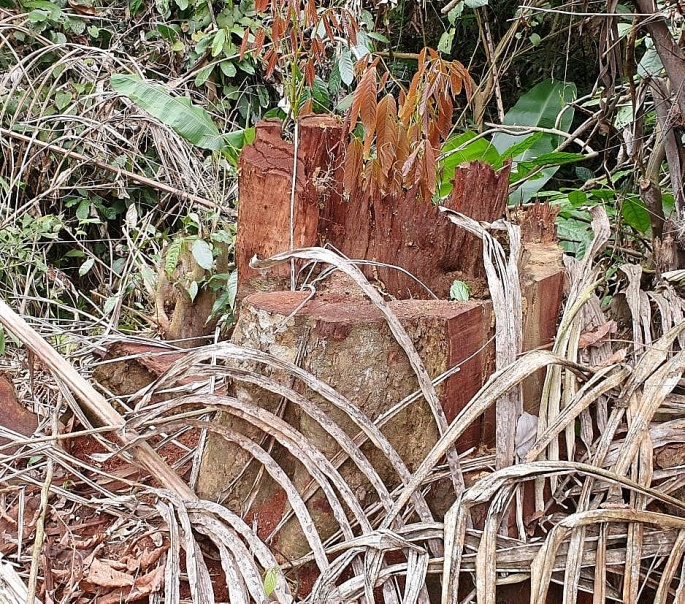 bao dong tinh trang pha rung tai huyen ba thuoc tu nhung con so biet noi