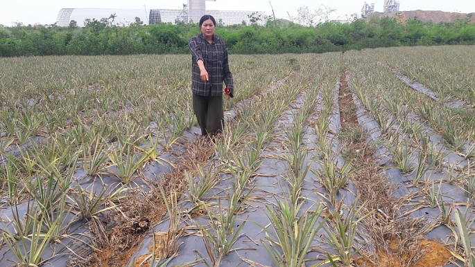 nha may xi mang long son chay y den bu cho nguoi dan