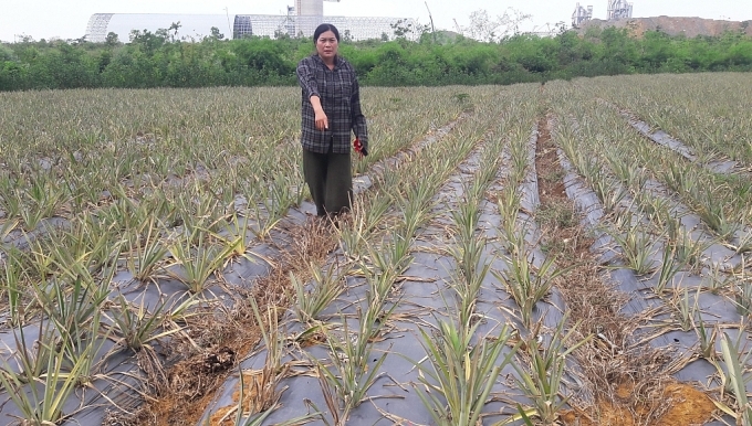 Nhà máy xi măng Long Sơn chậm đền bù cho người dân