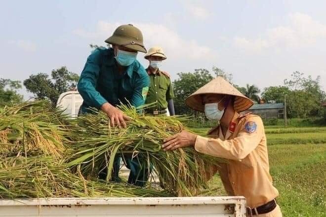 Lực lượng công an tham gia thu hoạch lúa rất chuyên nghiệp như những người nông dân thực thụ