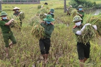 Chiến sĩ Công an lội bùn hỗ trợ bà con vùng dịch gặt lúa tránh bão