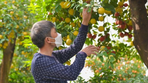 Kỳ công lai ghép giống chanh tứ qúy trên gốc bưởi cổ thụ phục vụ Tết Nguyên Đán