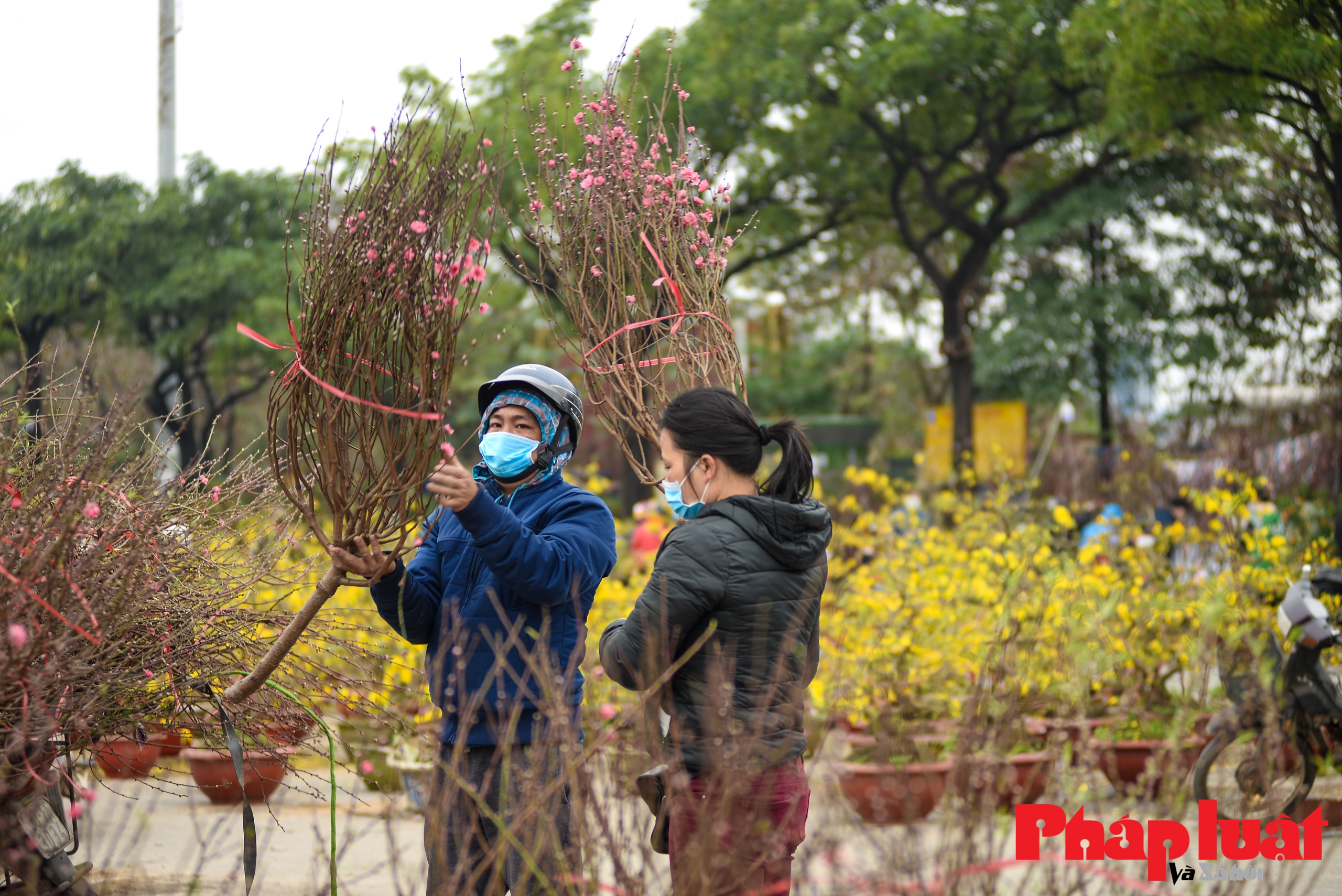 Chiều 29 Tết, đào quất giảm giá kịch sàn vẫn ế khách mua