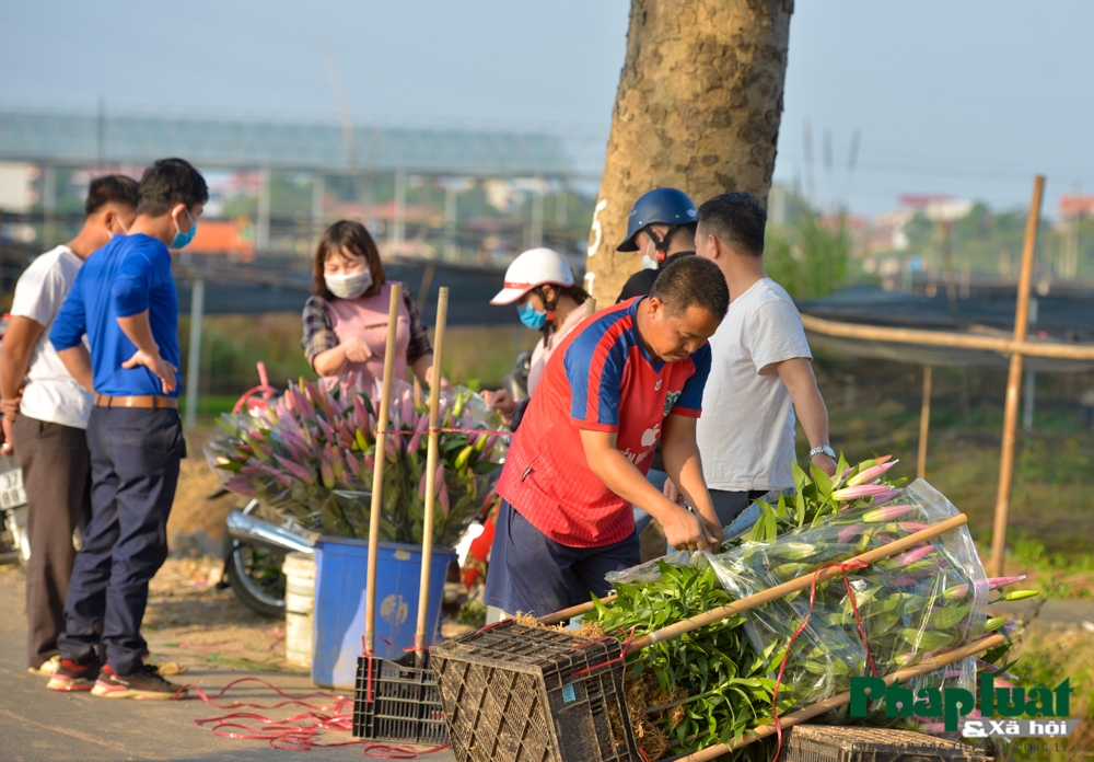 Làng hoa Tây Tựu Tết Tân Sửu: 