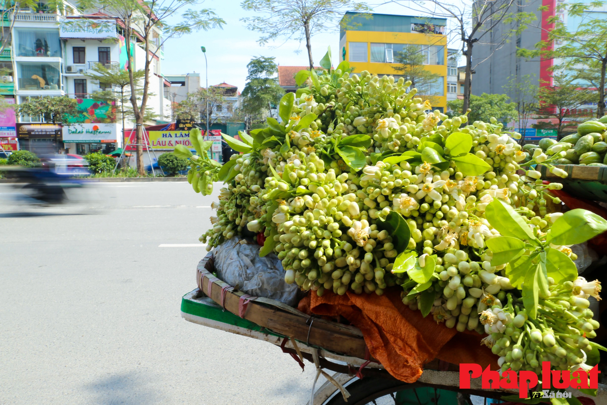 Hà Nội mùa hoa bưởi thơm ngát cả phố phường