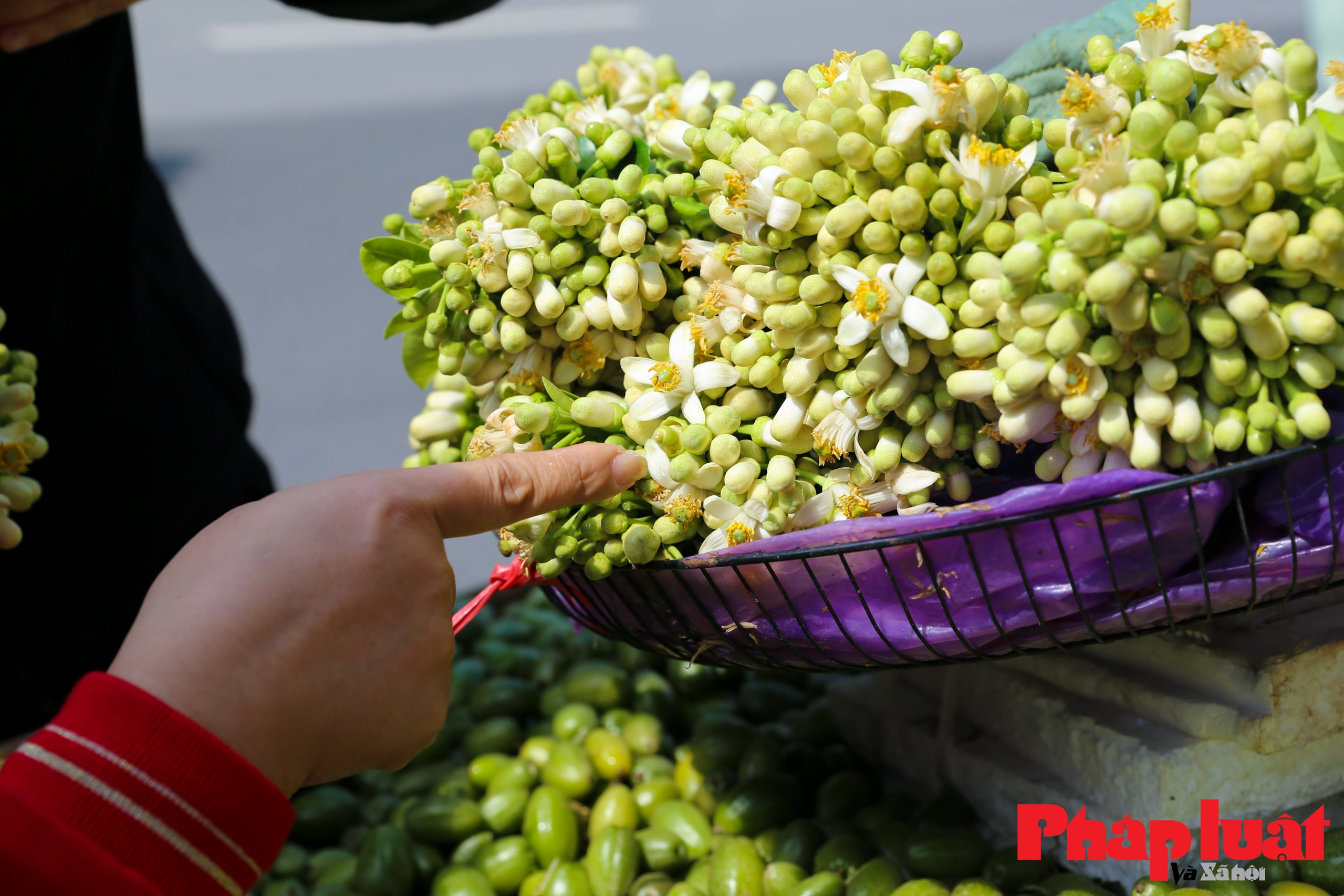 Hà Nội mùa hoa bưởi thơm ngát cả phố phường