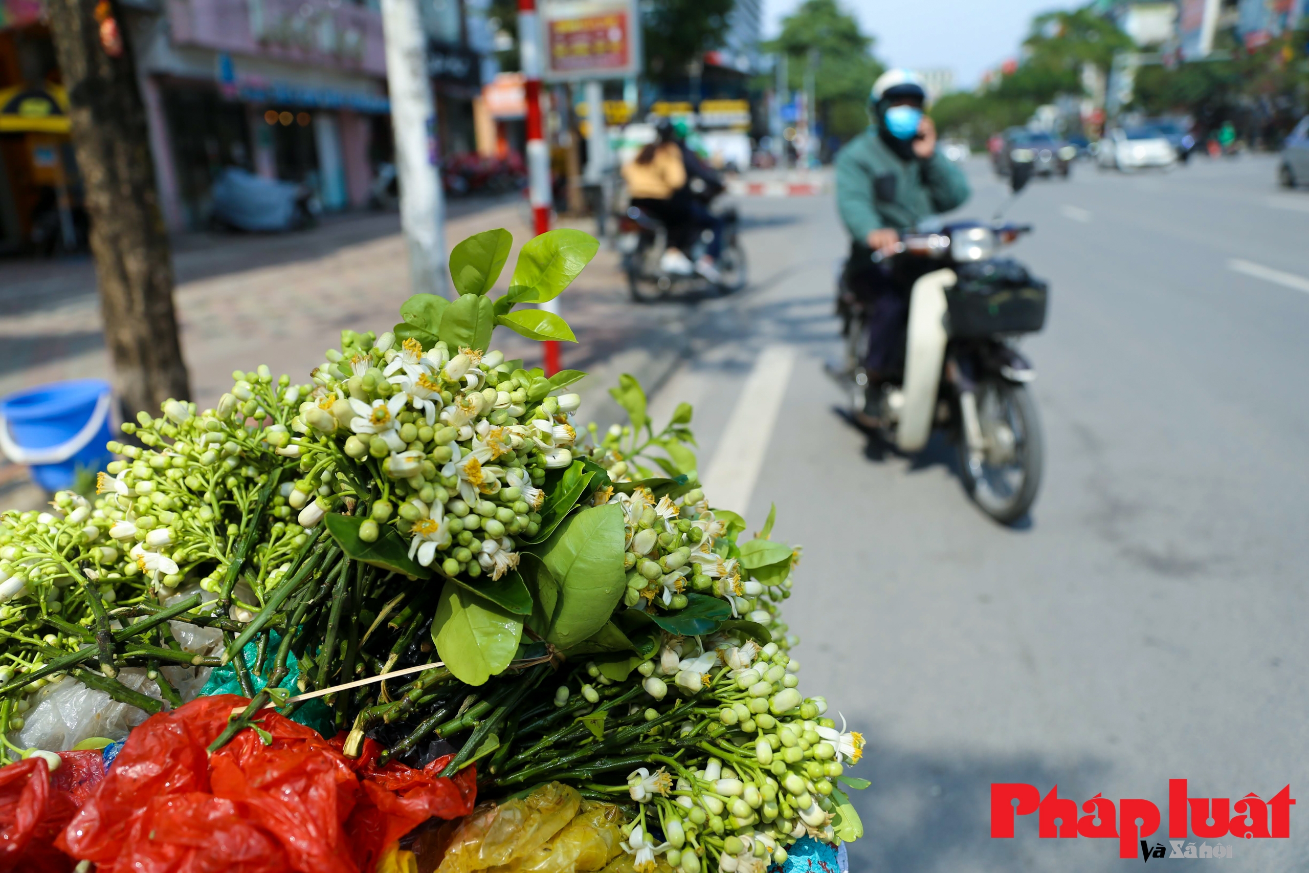 Hà Nội mùa hoa bưởi thơm ngát cả phố phường