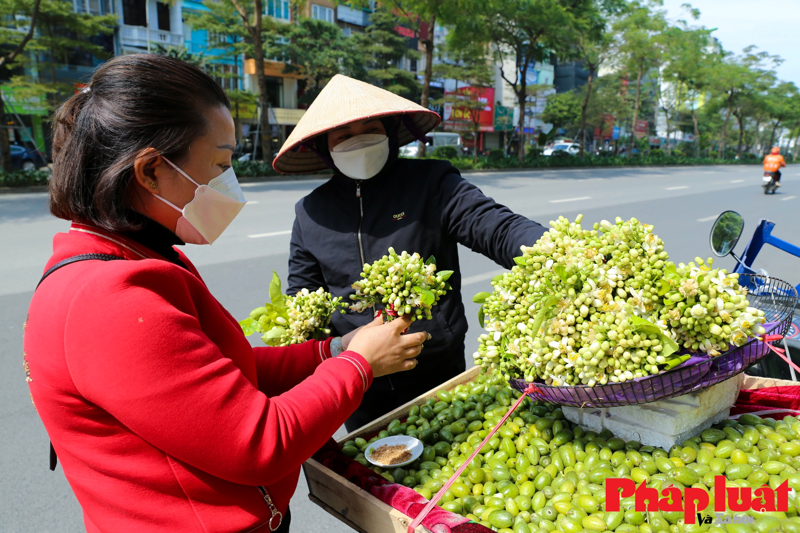 Hà Nội mùa hoa bưởi thơm ngát cả phố phường