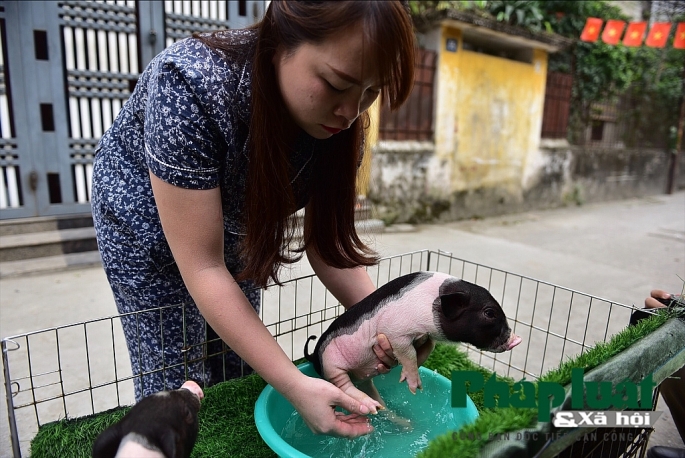 Độc đáo thú nuôi lợn cảnh mini của giới trẻ Hà Nội doc dao thu nuoi lon canh mini cua gioi tre ha noi