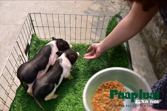 Độc đáo thú nuôi lợn cảnh mini của giới trẻ Hà Nội doc dao thu nuoi lon canh mini cua gioi tre ha noi