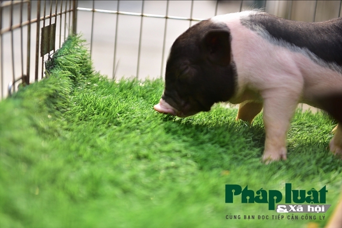 Độc đáo thú nuôi lợn cảnh mini của giới trẻ Hà Nội doc dao thu nuoi lon canh mini cua gioi tre ha noi