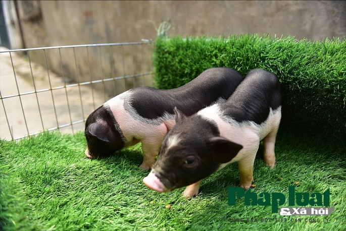 Độc đáo thú nuôi lợn cảnh mini của giới trẻ Hà Nội doc dao thu nuoi lon canh mini cua gioi tre ha noi