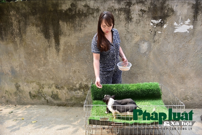 Độc đáo thú nuôi lợn cảnh mini của giới trẻ Hà Nội doc dao thu nuoi lon canh mini cua gioi tre ha noi